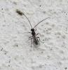 Alysiinae inconnu